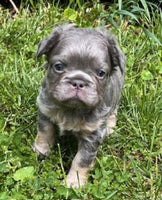 Fluffy French Bulldog