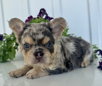 Fluffy French Bulldog