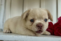 Fluffy French Bulldog