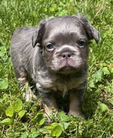 Fluffy French Bulldog