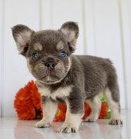 Fluffy French Bulldog