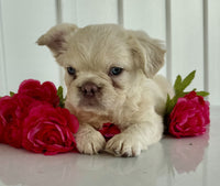 Fluffy French Bulldog