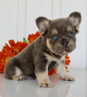 Fluffy French Bulldog