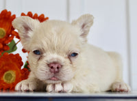 Fluffy French Bulldog
