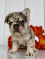 Fluffy French Bulldog