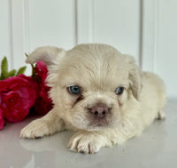 Fluffy French Bulldog