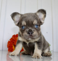Fluffy French Bulldog