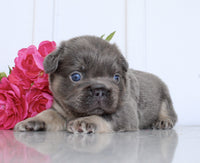 Fluffy French Bulldog