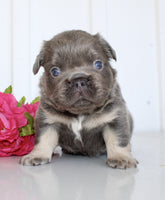 Fluffy French Bulldog