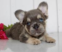 Fluffy French Bulldog