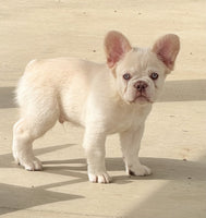 Fluffy French Bulldog