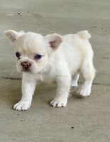 Fluffy French Bulldog