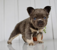Fluffy French Bulldog