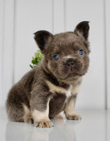 Fluffy French Bulldog