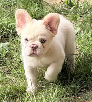 Fluffy French Bulldog