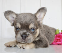 Fluffy French Bulldog