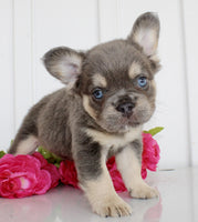Fluffy French Bulldog