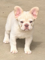 Fluffy French Bulldog