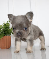 Fluffy French Bulldog