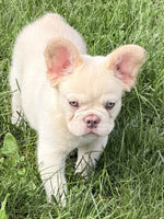 Fluffy French Bulldog