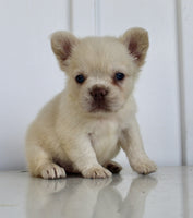 Fluffy French Bulldog