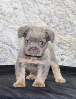 Fluffy French Bulldog
