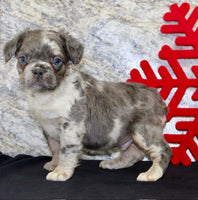Fluffy French Bulldog