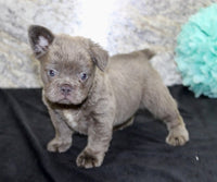 Fluffy French Bulldog