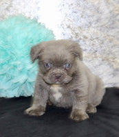 Fluffy French Bulldog