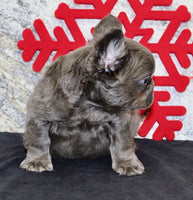 Fluffy French Bulldog