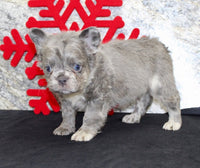 Fluffy French Bulldog