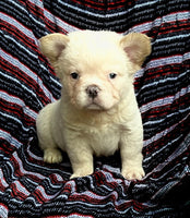 Fluffy French Bulldog