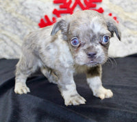 Fluffy French Bulldog 