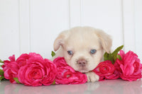 Fluffy French Bulldog