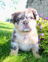  Fluffy French Bulldog