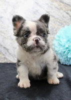 Fluffy French Bulldog