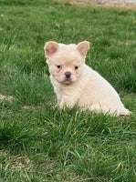Fluffy French Bulldog