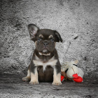 French Bulldog