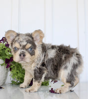 Fluffy French Bulldog