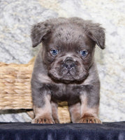 Fluffy French Bulldog