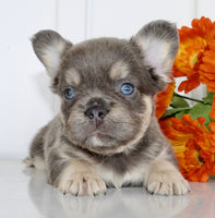 Fluffy French Bulldog