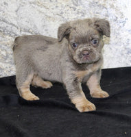 Fluffy French Bulldog