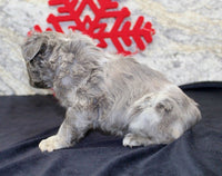 Fluffy French Bulldog 