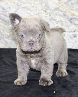 Fluffy French Bulldog