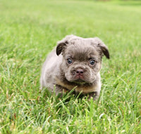 Fluffy French Bulldog