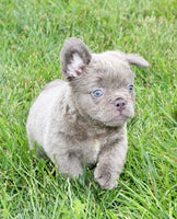 Fluffy French Bulldog