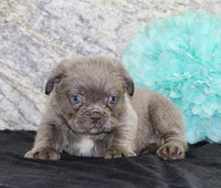 Fluffy French Bulldog