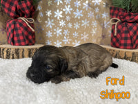 Ford Male Shihpoo $1200