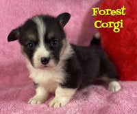 Forest Male AKC Corgi $775