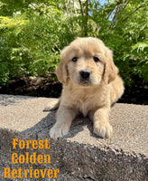 Forest Male AKC Golden Retriever $850